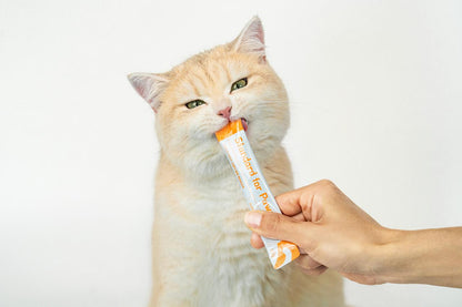 Standard for Paw — Cat Daily Treat